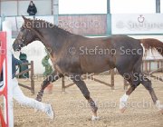 Appio Claudio TosTour2013- S5 2974 : Appio Claudio, Arezzo, Arezzo Equestrian Centre, Cavalli d'Italia, Toscana Tour 2013, foto di Stefano Secchi ©